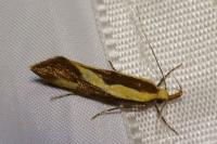 Harpella forficella