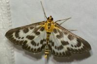 Anania hortulata