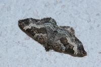 Epirrhoe alternata
