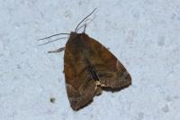 Cosmia affinis