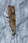 Eucosma conterminana