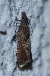 Dichrorampha acuminatana