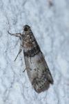 Sciota rhenella