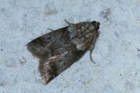 Acrobasis consociella