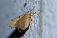 Ennomos erosaria
