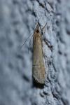 Euchromius ocellea