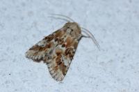 Eremobia ochroleuca