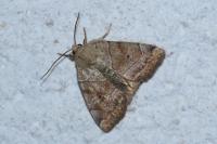 Cosmia trapezina