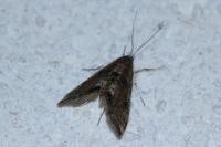 Cataclysta lemnata