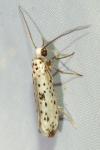 Yponomeuta plumbella