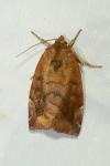 Cosmia pyralina