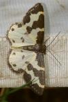 Lomaspilis marginata