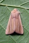 Mythimna litoralis