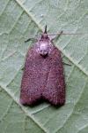 Nycteola columbana