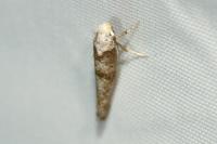 Paraswammerdamia albicapitella