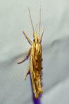 Ypsolopha scabrella