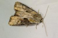 Lateroligia ophiogramma