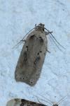 Agonopterix yeatiana