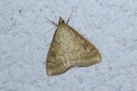 Ostrinia nubilalis/scapulalis