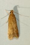Helcystogramma lutatella