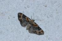 Eupithecia linariata