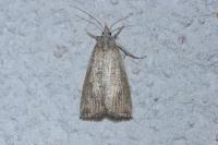 Calamotropha paludella
