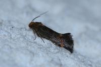 Apodia bifractella