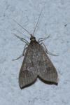 Mecyna asinalis