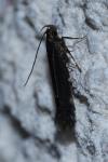 Aproaerema anthyllidella