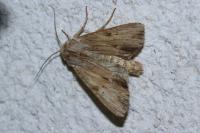 Apamea lithoxylaea