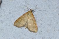 Anania crocealis