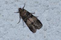 Euzophera pinguis