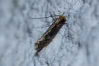 Monopis crocicapitella