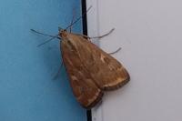 Loxostege sticticalis