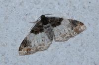 Catarhoe cuculata