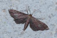 Idaea infirmaria
