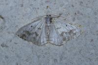 Lomographa temerata