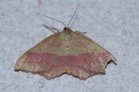 Rhodostrophia vibicaria