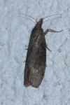 Lamoria anella