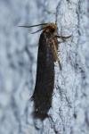 Cephimallota crassiflavella