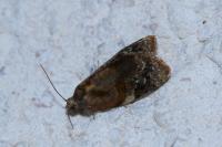 Ditula angustiorana