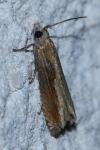 Eucosma obumbratana