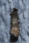 Piniphila bifasciana