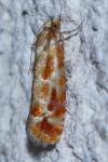 Rhyacionia buoliana