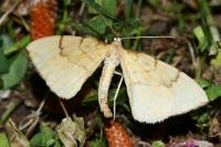 Gandaritis pyraliata