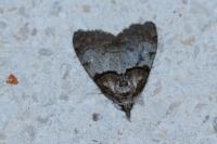 Nola cucullatella