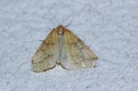 Aspitates ochrearia