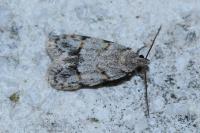 Symmoca signatella