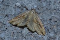 Evergestis forficalis