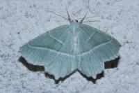 Campaea margaritaria